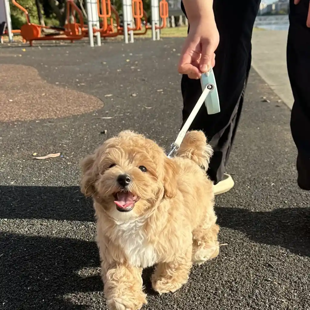 Foto 5 de Maltipoo