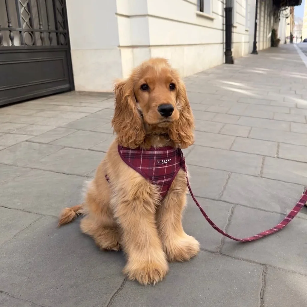 Cocker Spaniel