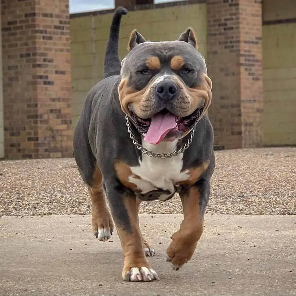 Foto 4 de Pitbull