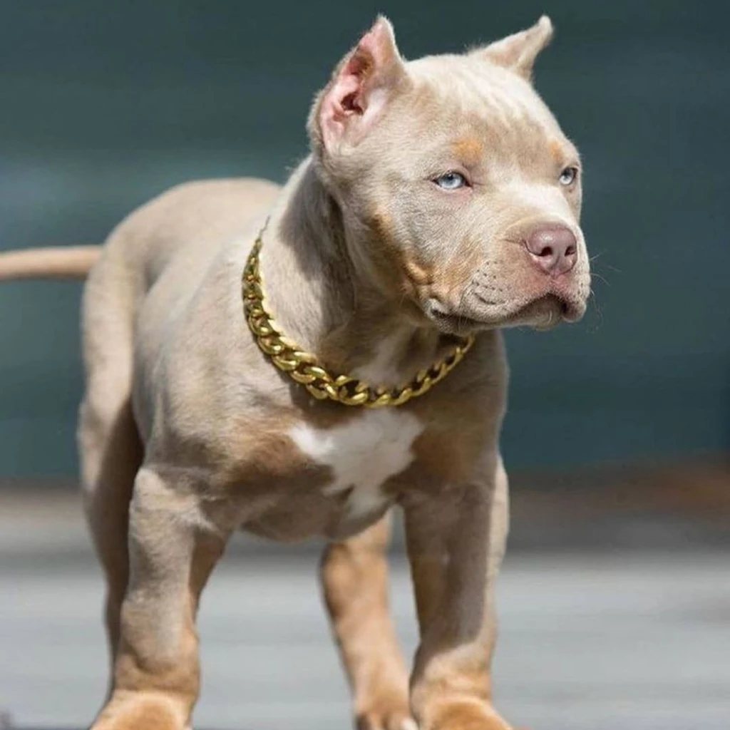 Foto 2 de Pitbull