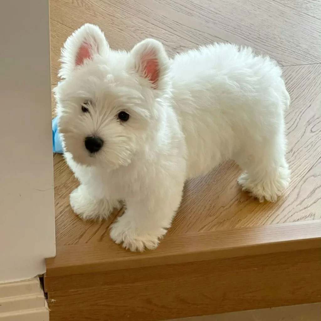 Foto 2 de West Highland Terrier (Westy)