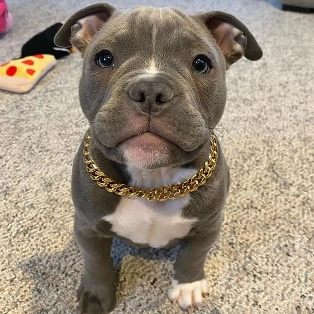 Cachorro Pitbull
