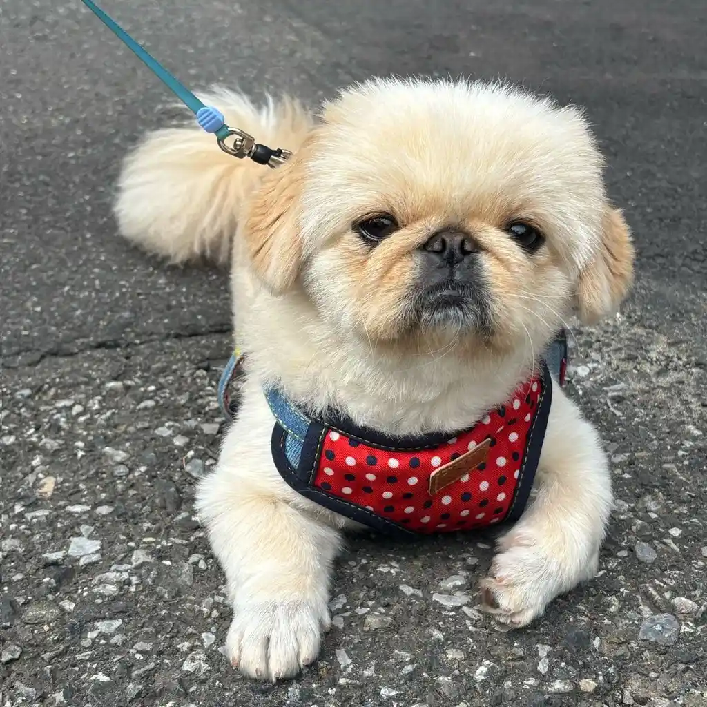 Foto 6 de Pekinés