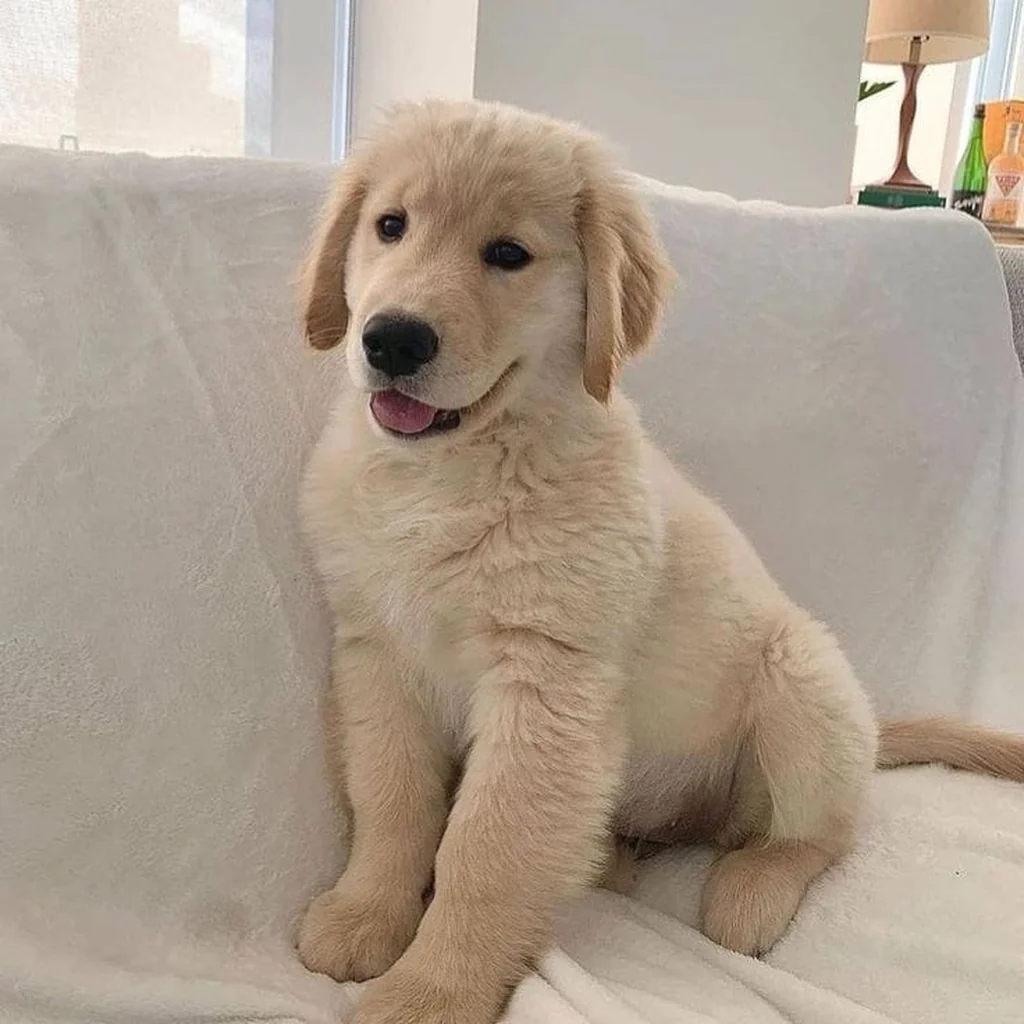 Foto 5 de Golden Retriever
