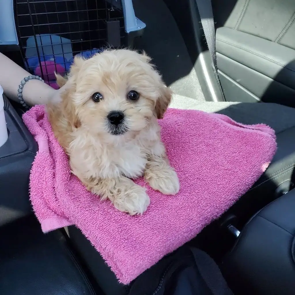 Foto 3 de Maltipoo