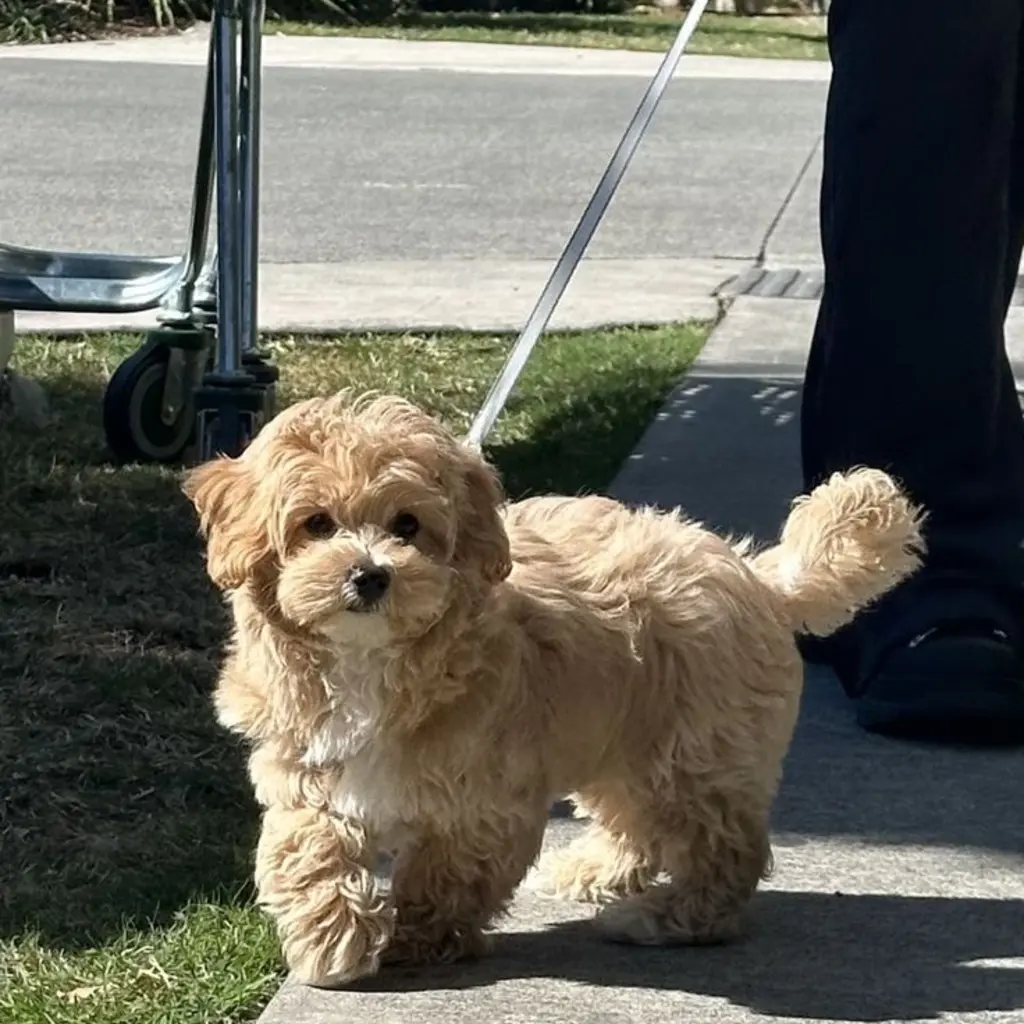 Foto 4 de Maltipoo