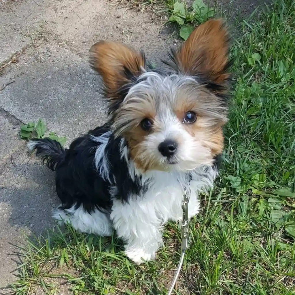 Foto 2 de Yorkie Biewer
